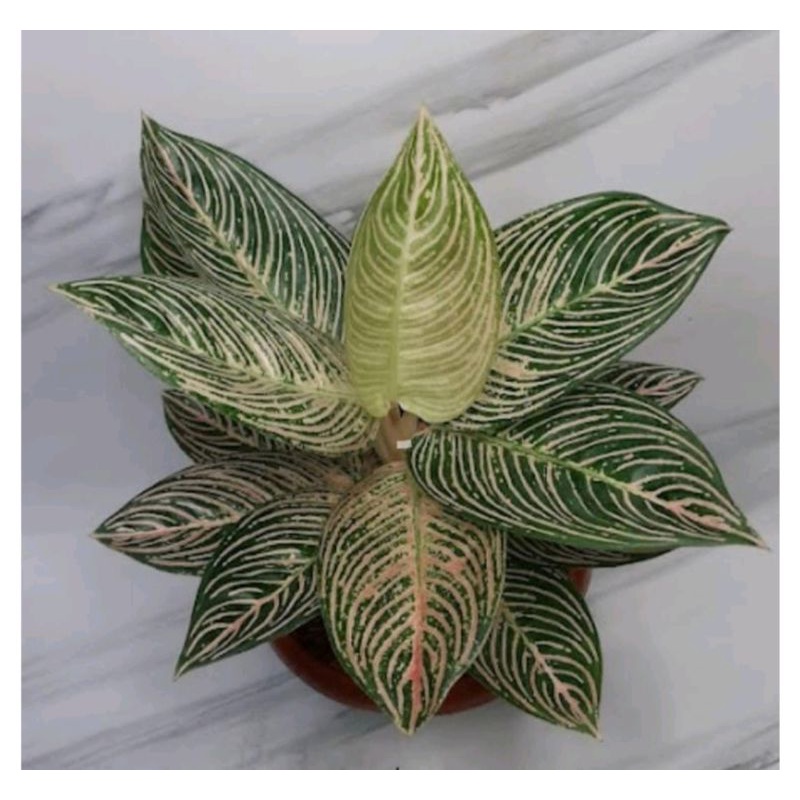 Bibit bonggol aglonema golden hope