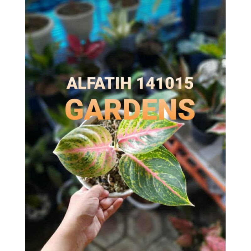 Tanaman hias aglonema big papa dan big mama-pohon big papa-aglonema big papa-aglonema big mama,pohon