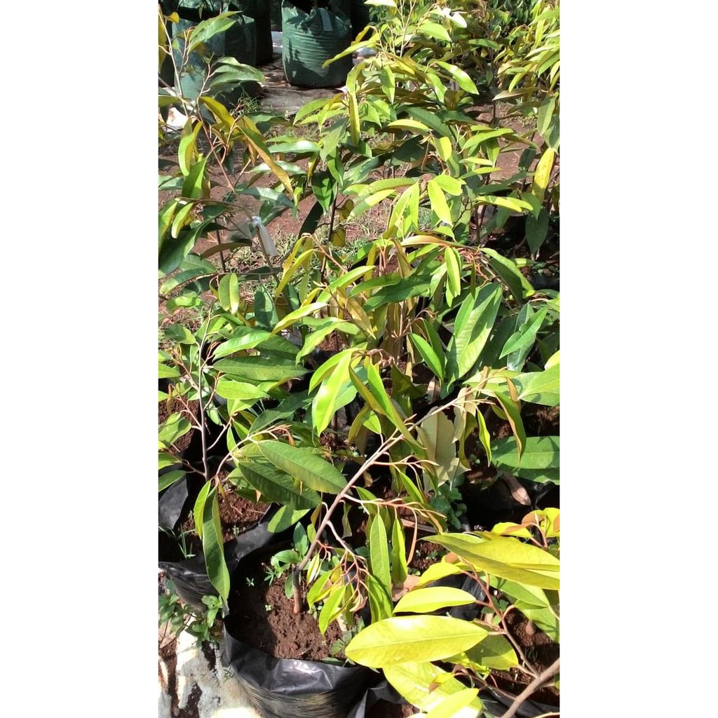 Bibit Durian Montong