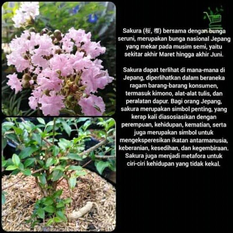 bibit bunga sakura asli jepang