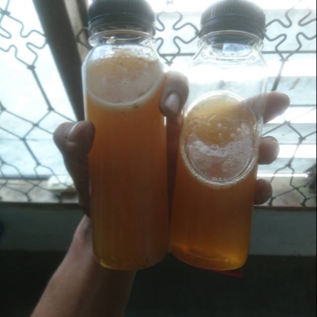 

Madu kelanceng Pekalongan