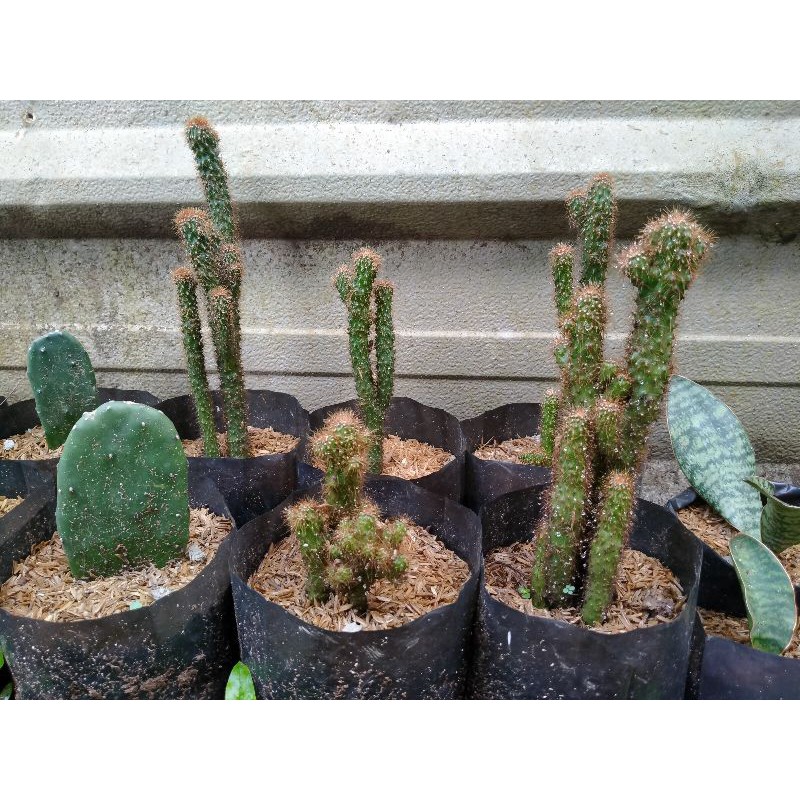 Kaktus mini berduri kaktus hias tanaman indoor KAKTUS HIAS MIKI
