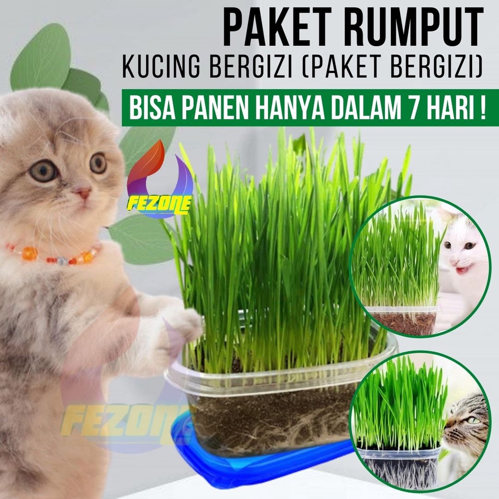 PAKET RUMPUT KUCING BENIH WHEATGRASS BIBIT CAT GRASS BIJI RUMPUT GANDUM UNTUK KUCING POT MEDIA TANAM FEZONE