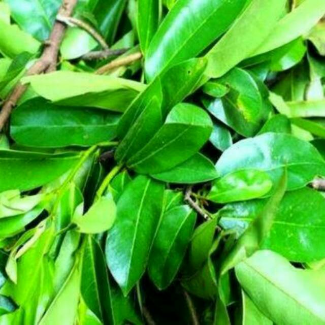 

Promo 1 kg daun sirsak segar bahan herbal