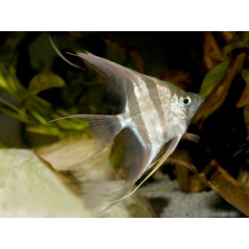 Manfish Anglefist Altum - Ikan Hias Aquascape