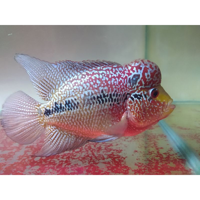 ikan louhan burayak super bagus dari indukan berkualitas size 4-5cm