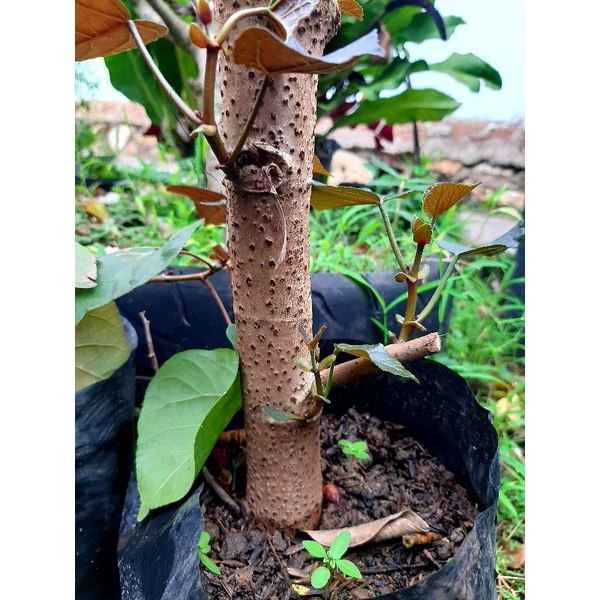 bahan bonsai waru merah super red besar / waru super red