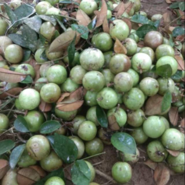 

Buah kenitu hijau 1kg