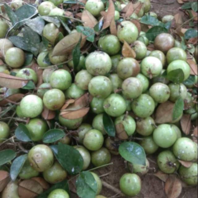 Buah kenitu hijau 1kg