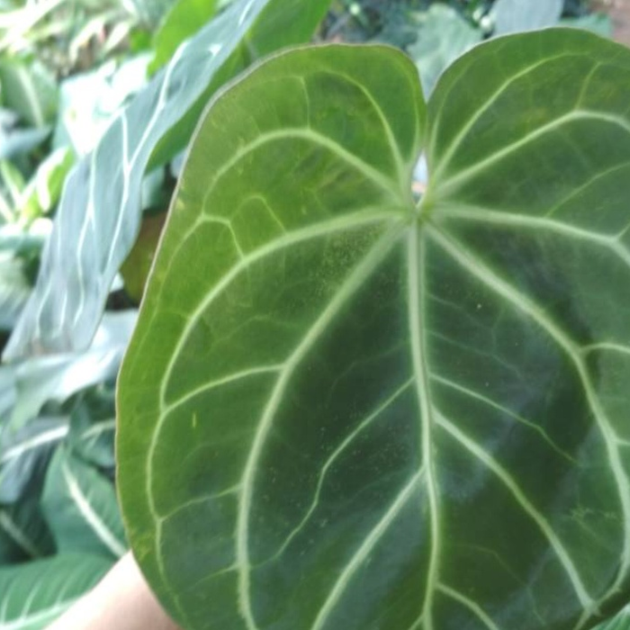 Tanaman Hias Kuping Gajah Daun Lebar