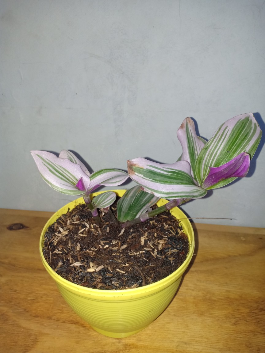 Tanaman Hias Nanouk Tradescantia
