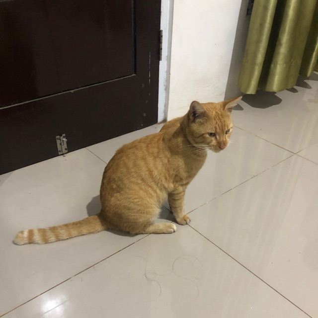 harlinda_rahmadani_nasution