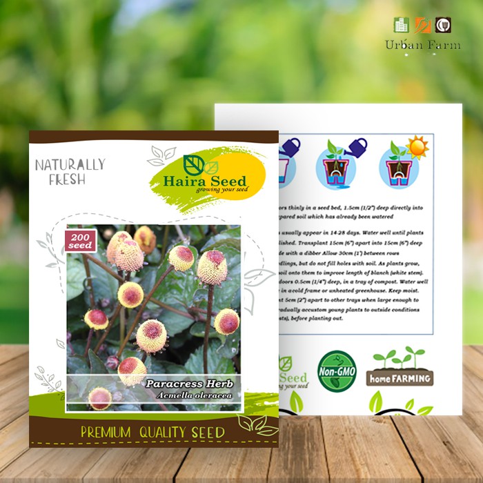 Benih-Bibit Herbal Paracress (Haira Seed)