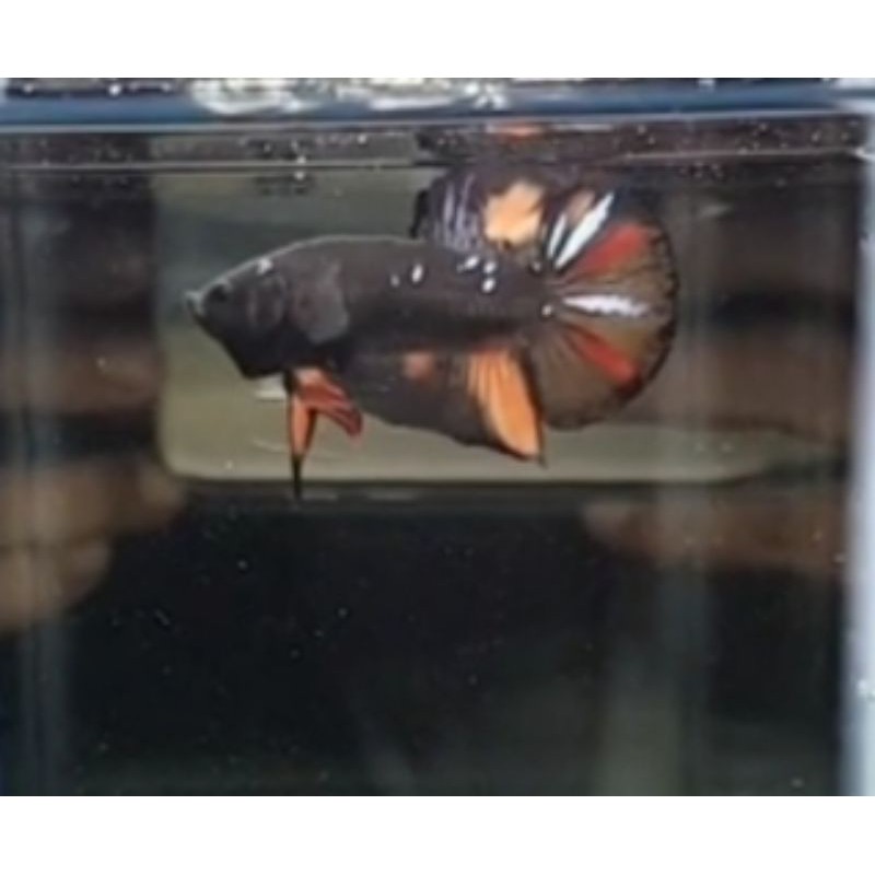 Cupang AVATAR black nemo copper