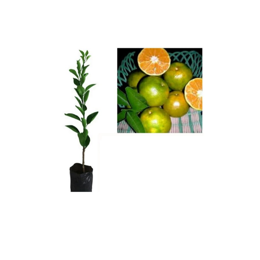 Bibit Jeruk Kiep Jeruk Peras