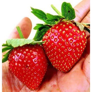 Bibit Seeds Fruit Strawberry Giant Stroberi Unik siap berbuah