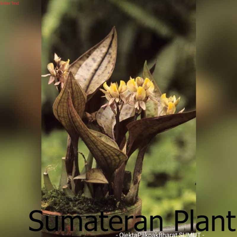 Anggrek Jewel Nephelaphyllum aureum Orchid Anggrek Eksotik Langka Hutan Sumatera ; Jual Beli Tanaman
