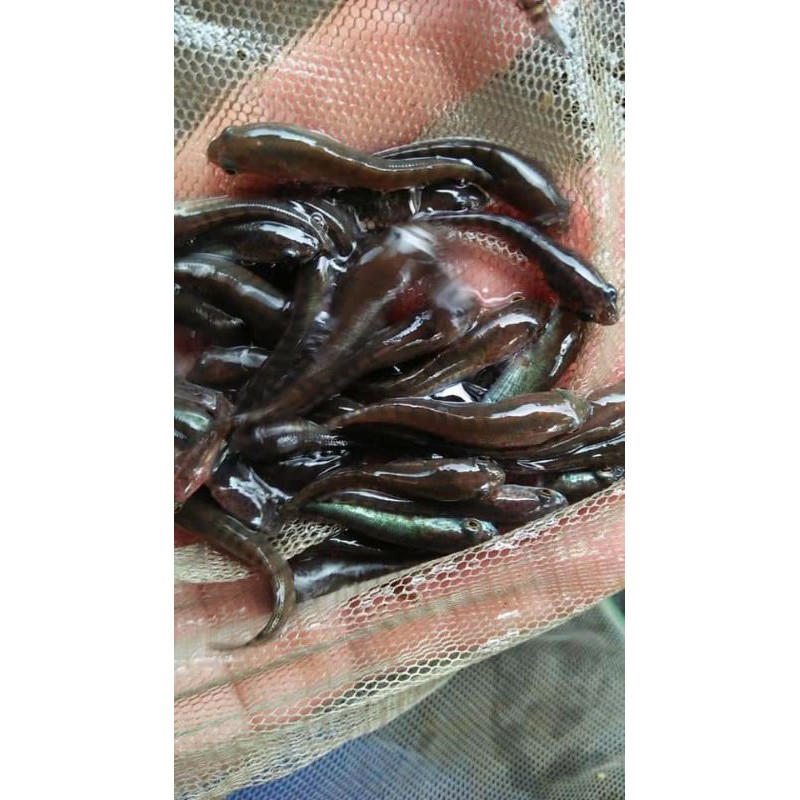 Bibit ikan gabus Paket 50 ekor - gabus ukuran 5-6 cm - bibit ikan
