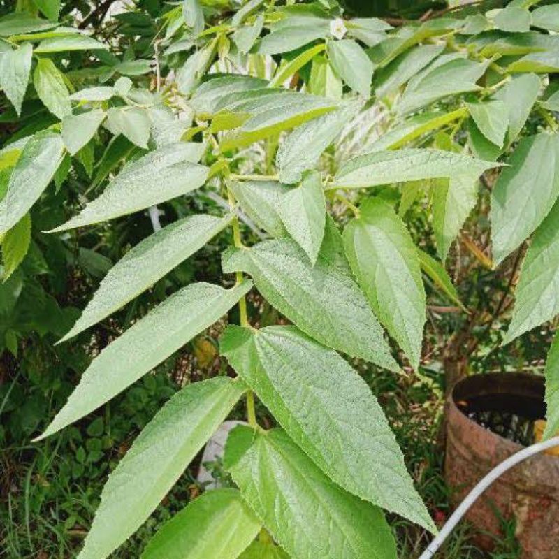 

DAUN KERSEN 100% NON KIMIA