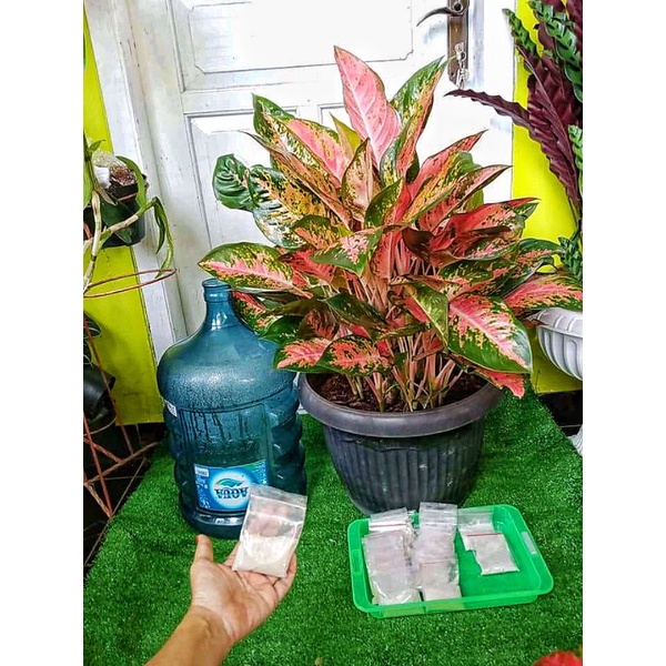 COD Hormon TJ /penyubur tanaman/ perangsang tunas/semua jenis tanaman hias sayur n buah