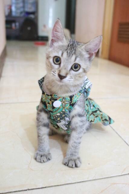 Dress batik hijau lucu untuk kucing dan anjing baju kucing murah terlaris size S-XL