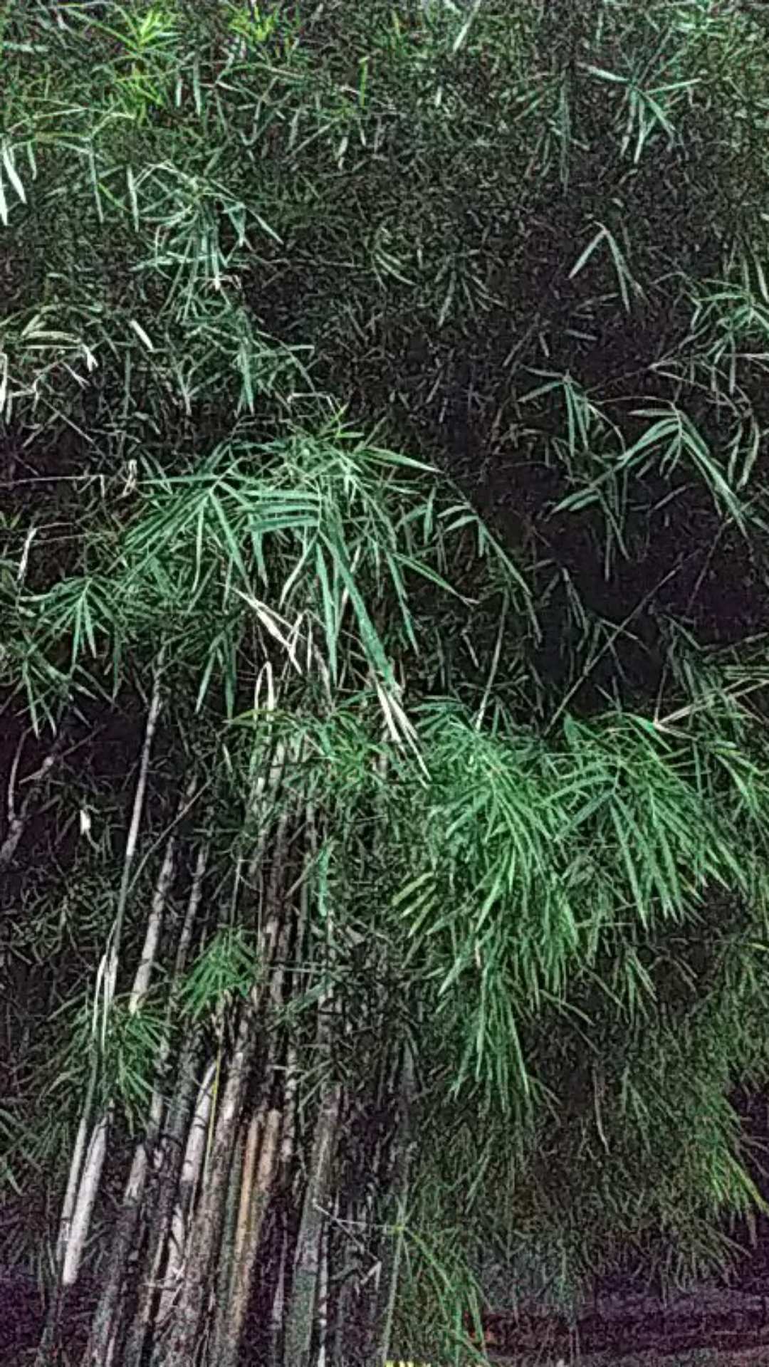 New Kemejapria Lengan Panjang 848vo Kemeja Pilot Pangkat Pdl Teknisi P Ke 4029ys Kemeja Batik Pria A