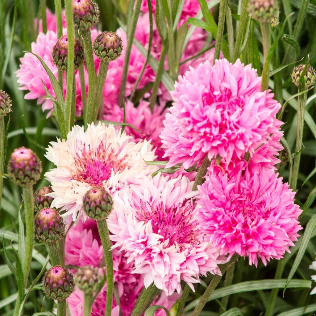 Benih Bibit Biji - Bunga Cornflower Centaurea Cyanus Pink Flower Seeds - IMPORT