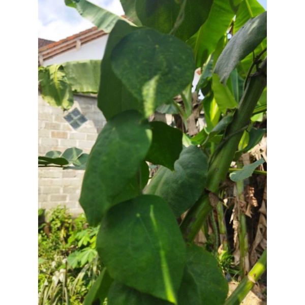 

Daun Cingcau