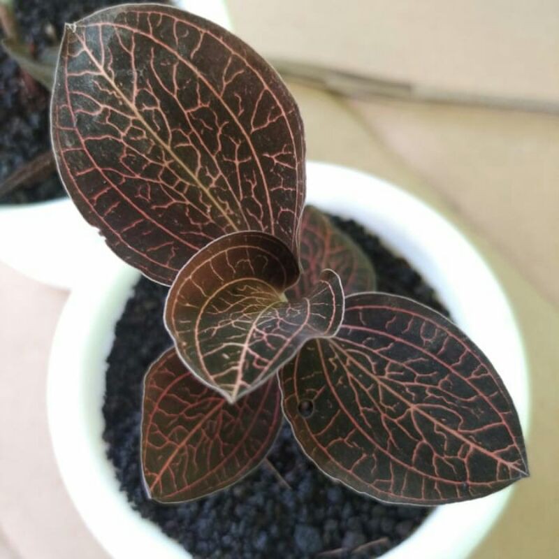 Ki Aksara Tanaman Hias Jawel Orchid Merah Jawel Orchid Macodes Patola Jawel Orchid Paket Hemat