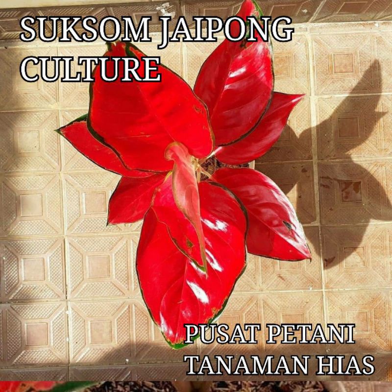 Tanaman Hias Aglonema Suksom Jaipong Culture Super Spesial Bibit Bonggol