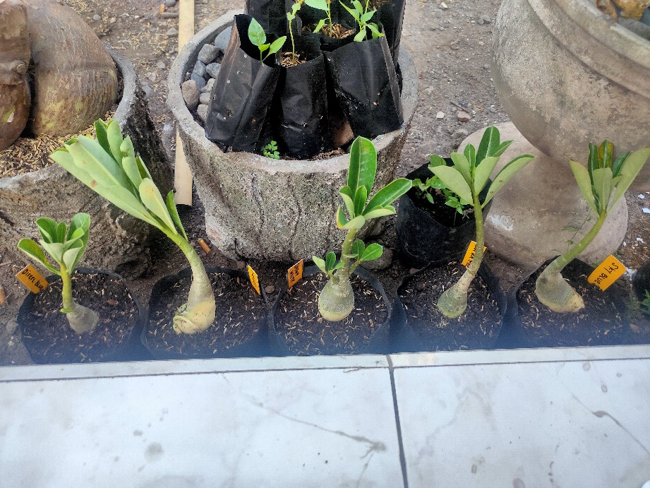Paket 5 Tanaman Hias Adenium Kamboja Jepang_size B Bibit