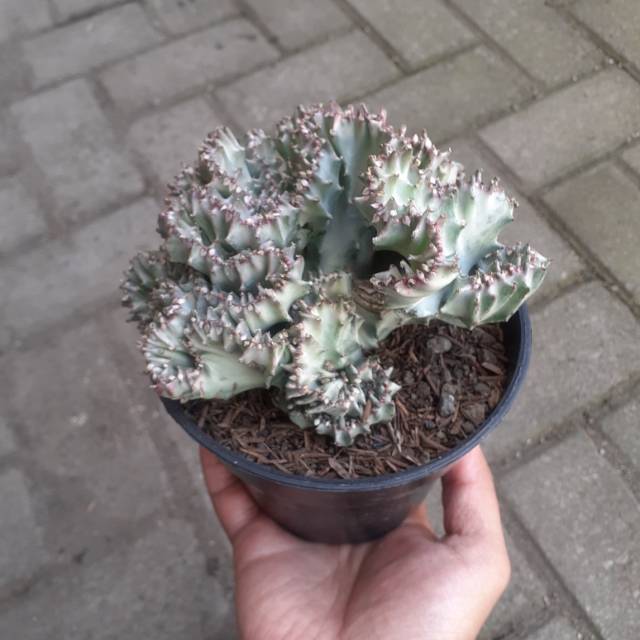 Paket Lactea Zanetti