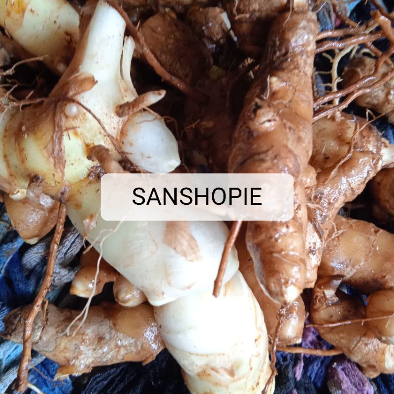 

Kunyit temu putih segar 1 kg - organik