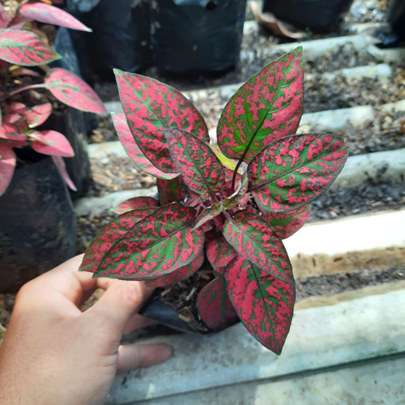 Tanaman hypoestes merah