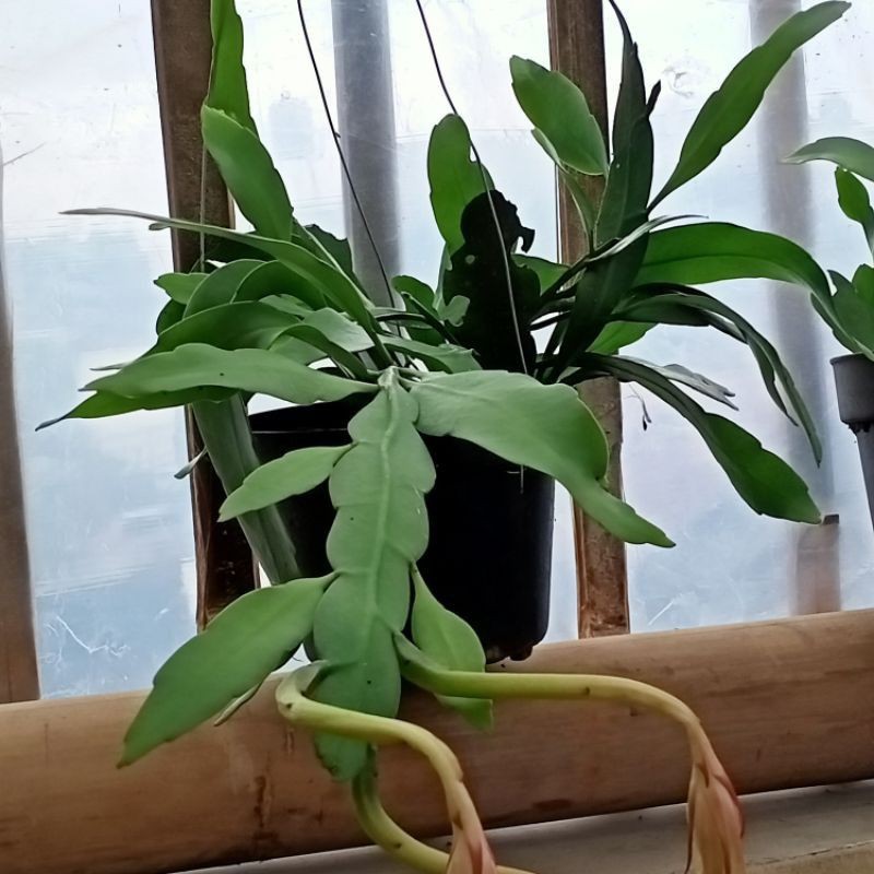 WIJAYA KUSUMA#wijaya Kusuma