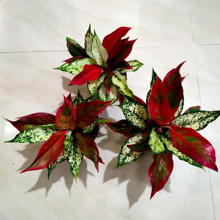 Paket Grupping Merah Putih Aglonema