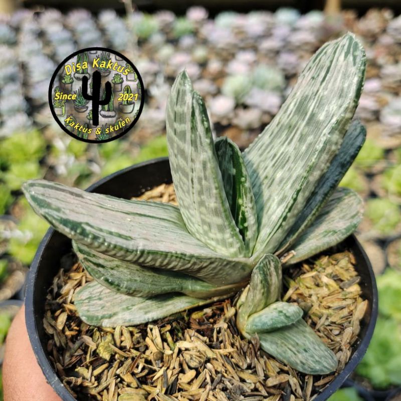 KAKTUS SKULEN - gasteria sakura fuji