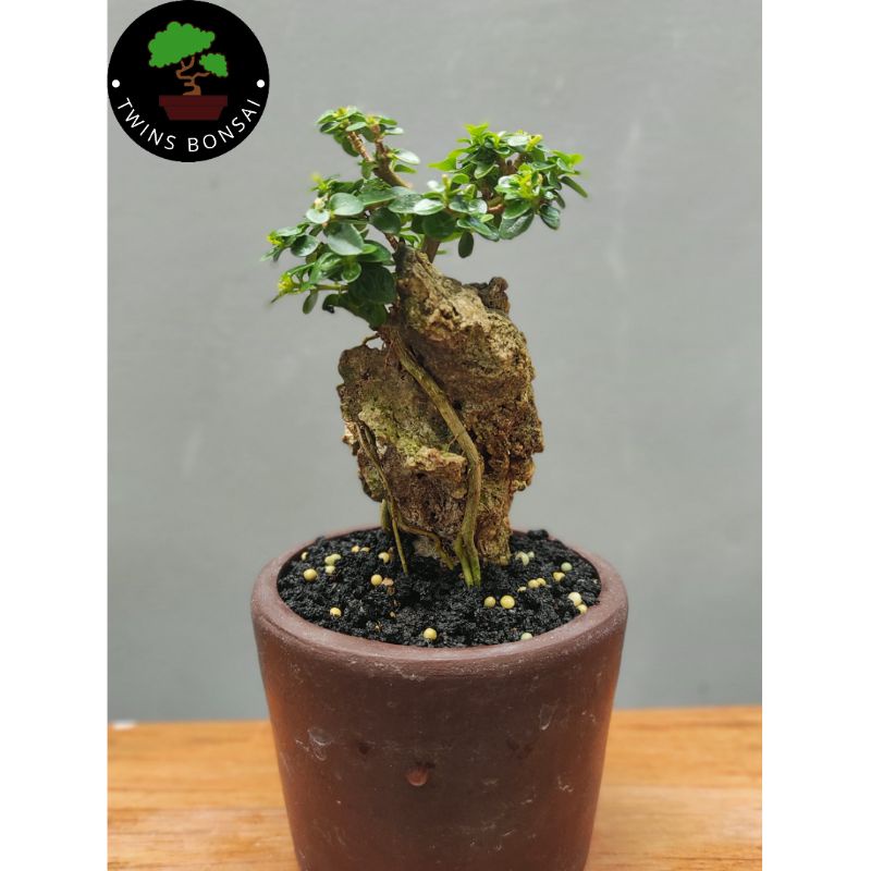 Bonsai Mame Sancang On The Rock