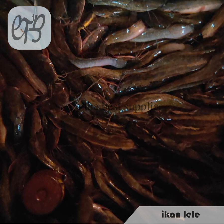 Ikan Lele Segar