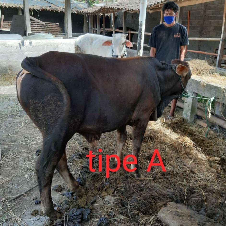 Sapi Kurban Tipe A Bobot 200 225 Kg Hewan Qurban 2020 Gratis Ongkir Jaboetabek Joglosemar Sehat Aman