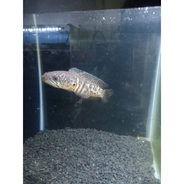 ikan Cana auranti