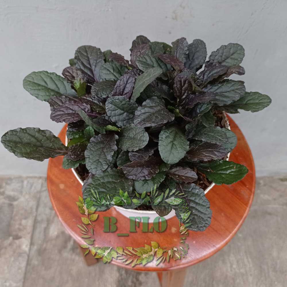 Rumput hitam/ayoga daun besar - TANAMAN HIDUP