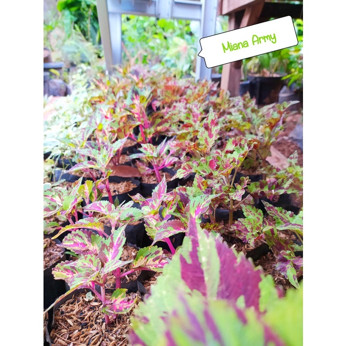 Tanaman Hias Miana Army Tanaman Hias Miana ((tanaman rumah hidup+bunga hidup murah))