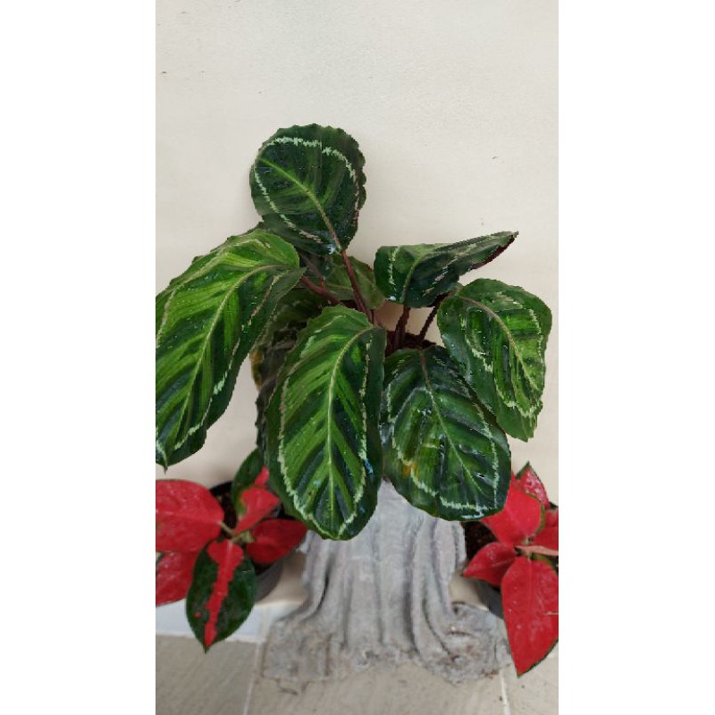 calathea linden