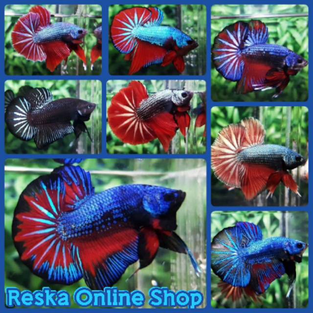  Cupang  Jenis  Avatar  Gold Ikan Cupang 