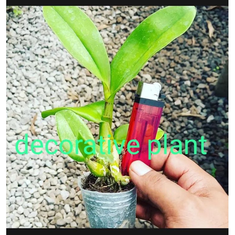 Seedling anggrek dendrobium bulat / bibit anggrek dendrobium bulat