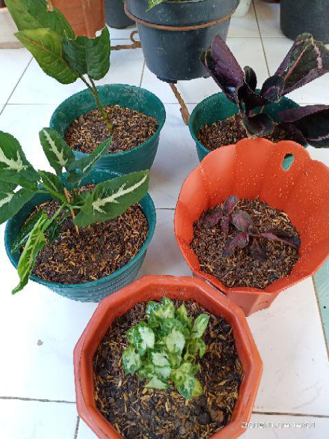 Tanaman Hias Aglonema Rotundum