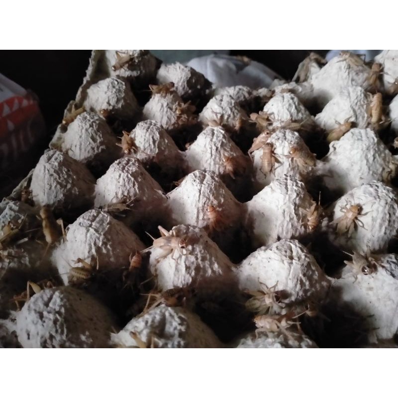 Telur jangkrik madu kuning 3 ons