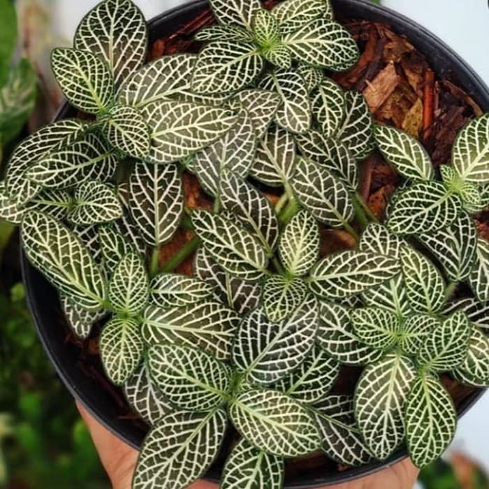 tanaman hias episia mutiara