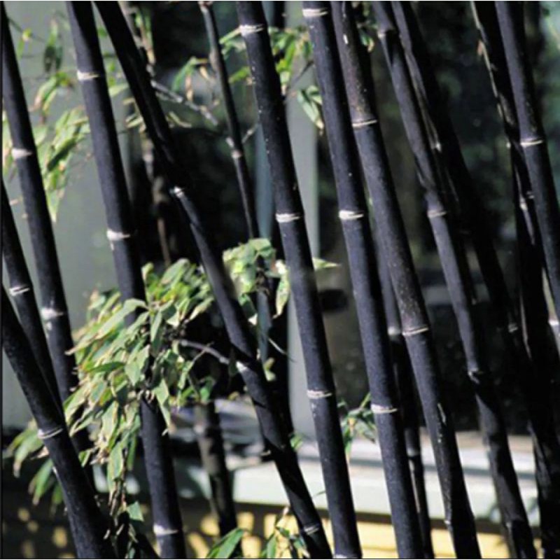 Benih Biji Tanaman Bambu Hitam Import Phyllostachys Pubescens Bonsai